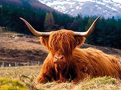 Stirling